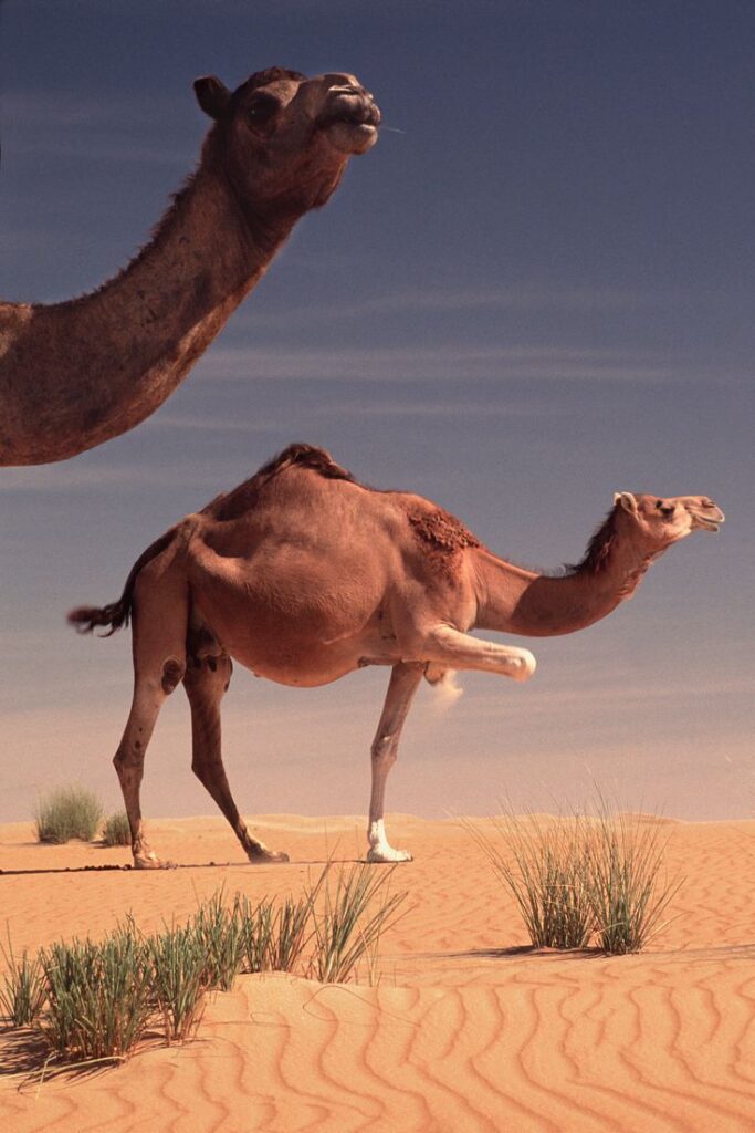 When and Where Were Camels Domesticated_