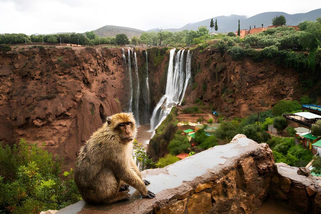  Ouzoud Waterfalls Day Trip