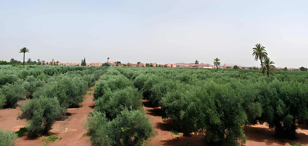 Menara Gardens Marrakech Atlas Mountains
