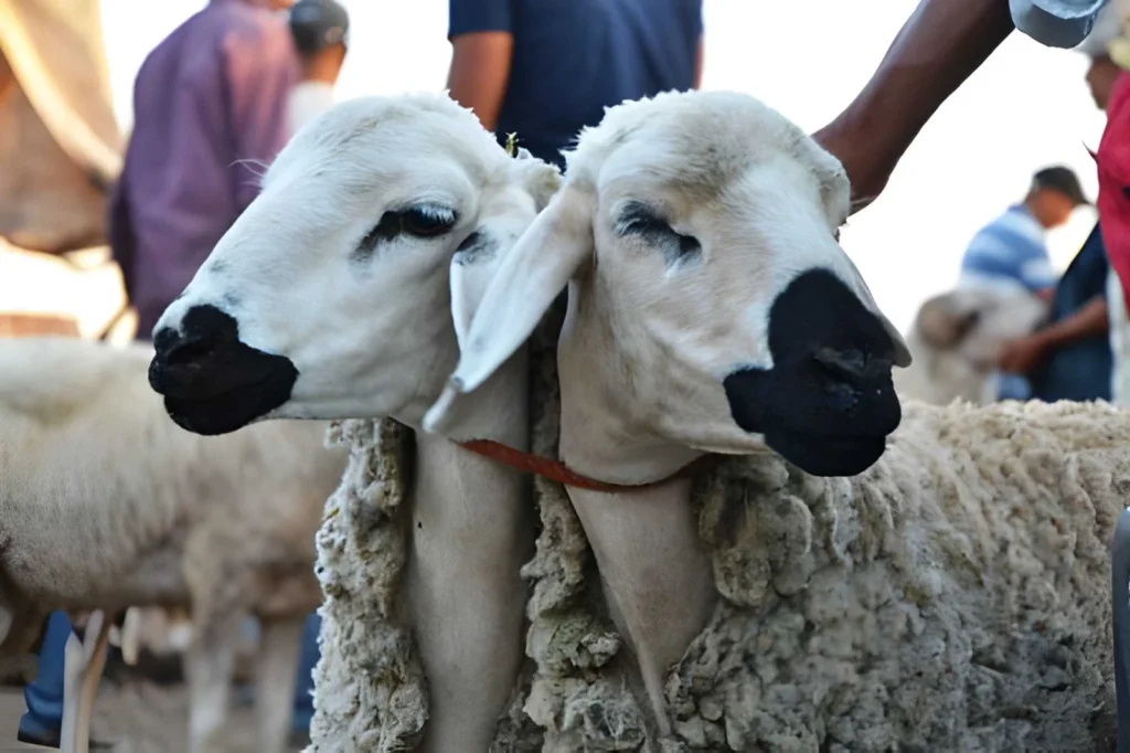 Eid al-Adha in Marrakech